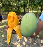 Premium GobindoBhog Mango (40 KG) Big Size, Handpicked & Farm Fresh